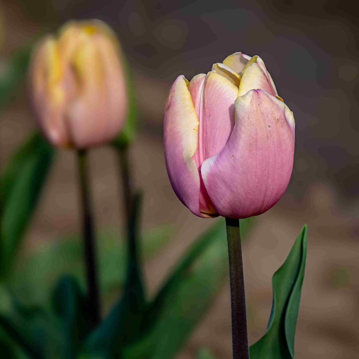 DSC06231-Enhanced-NR-Edit