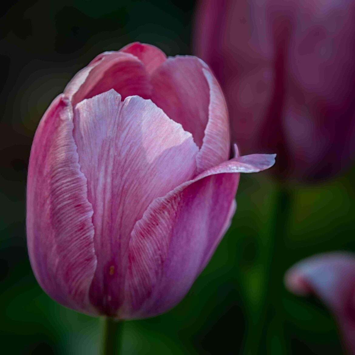 DSC06234-Enhanced-NR-Edit